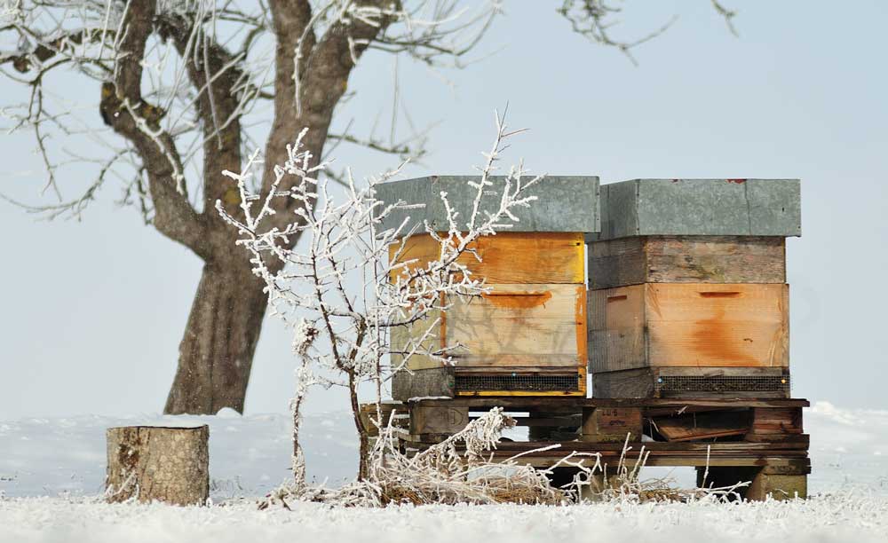 Bees in Winter
