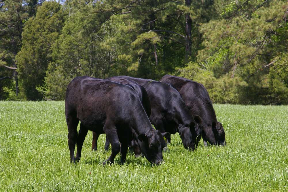 What does Grass Fed or Grass Finished mean? Rocky Mountain Farm
