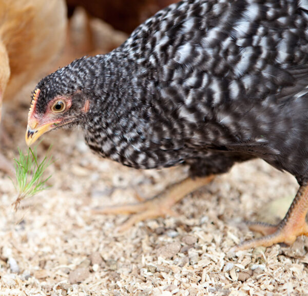 Heritage Barred Rocks Young Hens