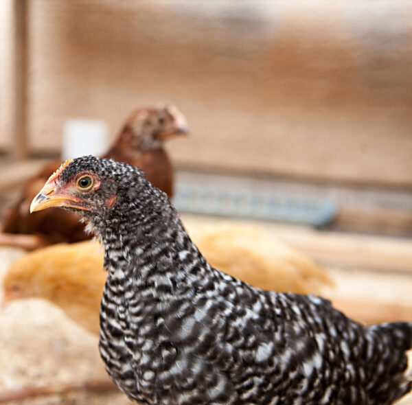 Heritage Barred Rocks Young Hens