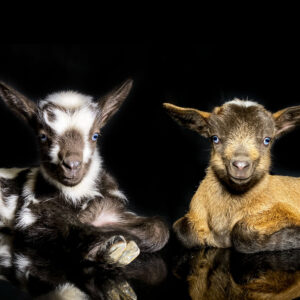 Nigerian Dwarf Goat Babies