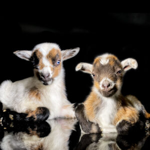 Nigerian Dwarf Goat Babies